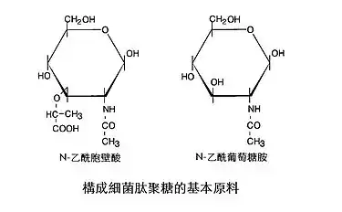 圖1：N-乙酰胞壁酸和N-乙酰葡萄糖胺的結構式