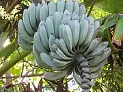 犀牛角香蕉（英语：）Rhino Horn bananas