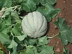 甜瓜Muskmelon