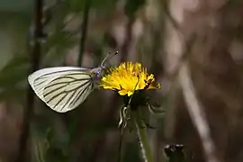 Pieris oleracea