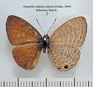 金麗娜灰蝶N. calauria calauria♂