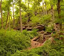 英伍德山公園擁有曾經覆蓋曼哈頓的原始林遺跡。