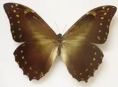 海闊閃蝶Morpho hercules