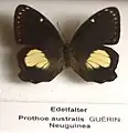 澳大利亞璞蛺蝶Prothoe australis