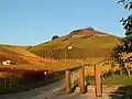 Vineyards on mountain "Scheuerberg"