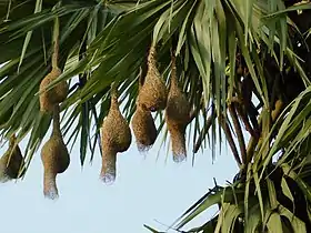 Nests of a baya weaver colony suspended from a palm tree, India