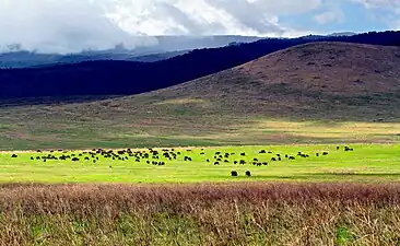 恩戈羅恩戈羅火山口內的動物群