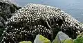 Colony on "Bird Rock", Cape St. Mary's Ecological Reserve, Newfoundland