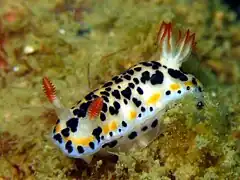 Hypselodoris maritima（英语：）