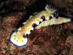 Hypselodoris imperialis（英语：）