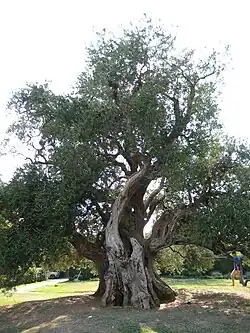 This olive tree in Kaštel Štafilić  is more than 1,500 years old