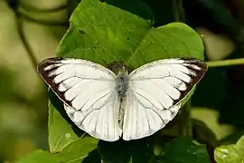 雄蝶旱季翅面形態