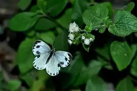 東方菜粉蝶Pieris canidia