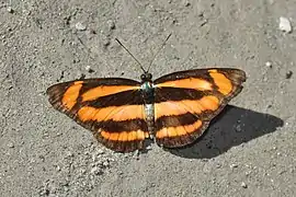 味蠟蛺蝶L. viraja