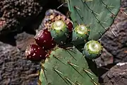 德州仙人掌果Texas prickly pear