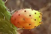 梨果仙人掌果Prickly pear