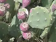 縮刺仙人掌果Erect prickly pear