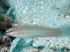 Amblygobius decussatus