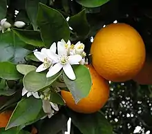 Oranges on a tree