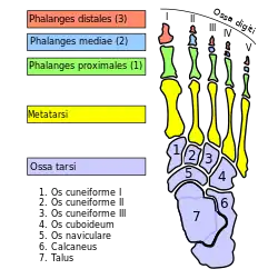 足部骨骼。