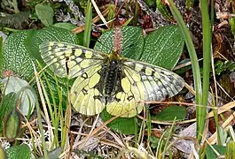 艾雯絹蝶P. eversmanni