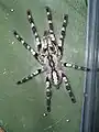 印度華麗雨林 Poecilotheria regalis