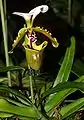 白旗兜兰Paphiopedilum spicerianum