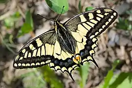 鳳蝶科的金鳳蝶Papilio machaon