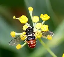 小食蚜蝇属