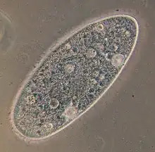 "Paramecium aurelia" (Order Peniculida)