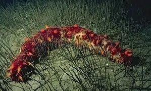 Giant California sea cucumber（英语：）