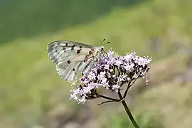 紅珠絹蝶P. bremeri