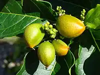 銀花生醬果（英语：）Silver peanut butter fruit