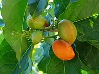 花生醬果（英语：）Peanut butter fruit