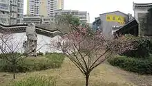 后院里的梅花