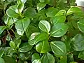 Peperomia tetraphylla