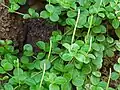 Peperomia trifolia