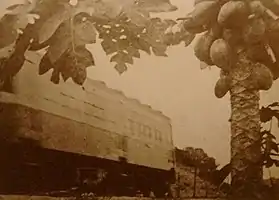 台湾的汽油鐵路客車經過一棵木瓜樹旁。拍摄于1930年到1945年之间。