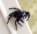 Phidippus audax