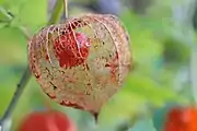 酸漿Chinese lantern