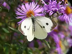 歐洲粉蝶Pieris brassicae