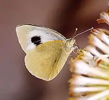 加那利粉蝶Pieris cheiranthi