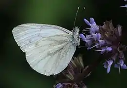 擬菜粉蝶Pieris pseudorapae