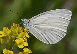 弗州粉蝶Pieris virginiensis