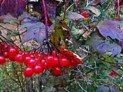 莢蒾蔓越莓（英语：）Highbush cranberry