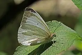 布氏乃粉蝶N. buquetii