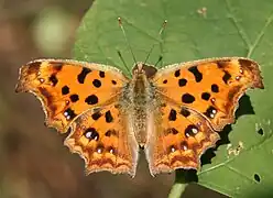 黃鉤蛺蝶Polygonia c-aureum