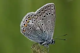 翅底花紋