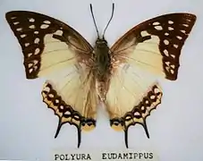 大二尾蛺蝶P. eudamippus