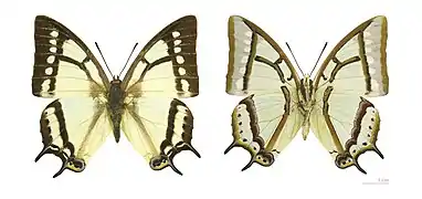 二尾蛺蝶P. narcaea♂